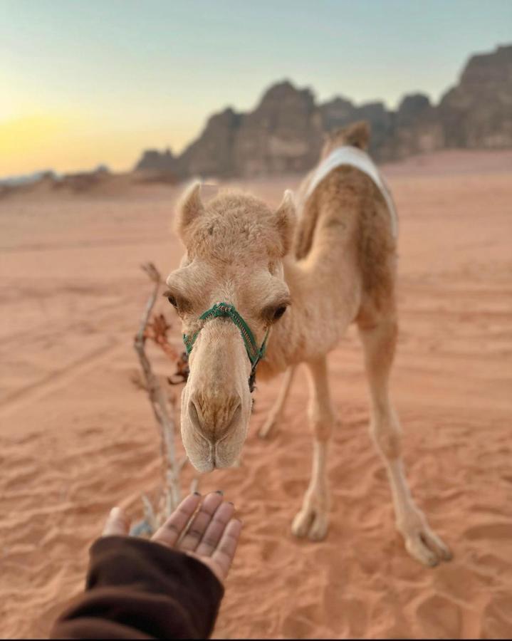 Wadi Rum Desert Camp 外观 照片