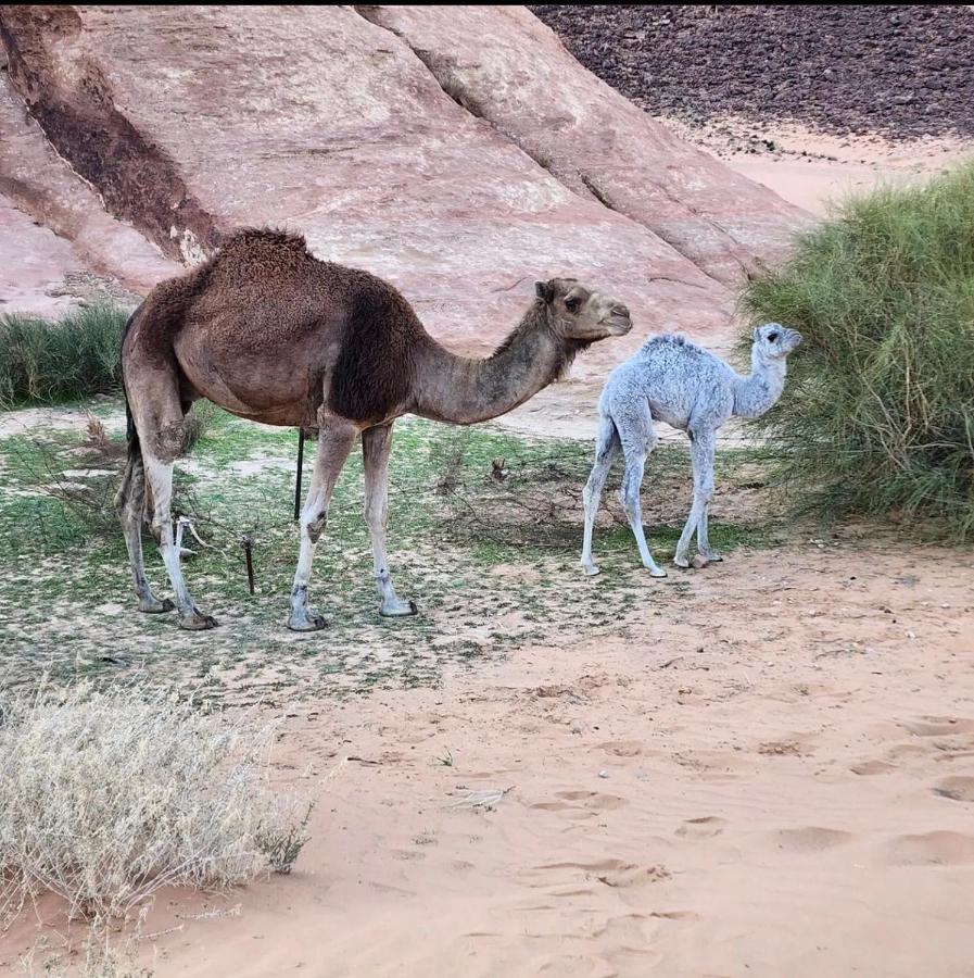 Wadi Rum Desert Camp 外观 照片